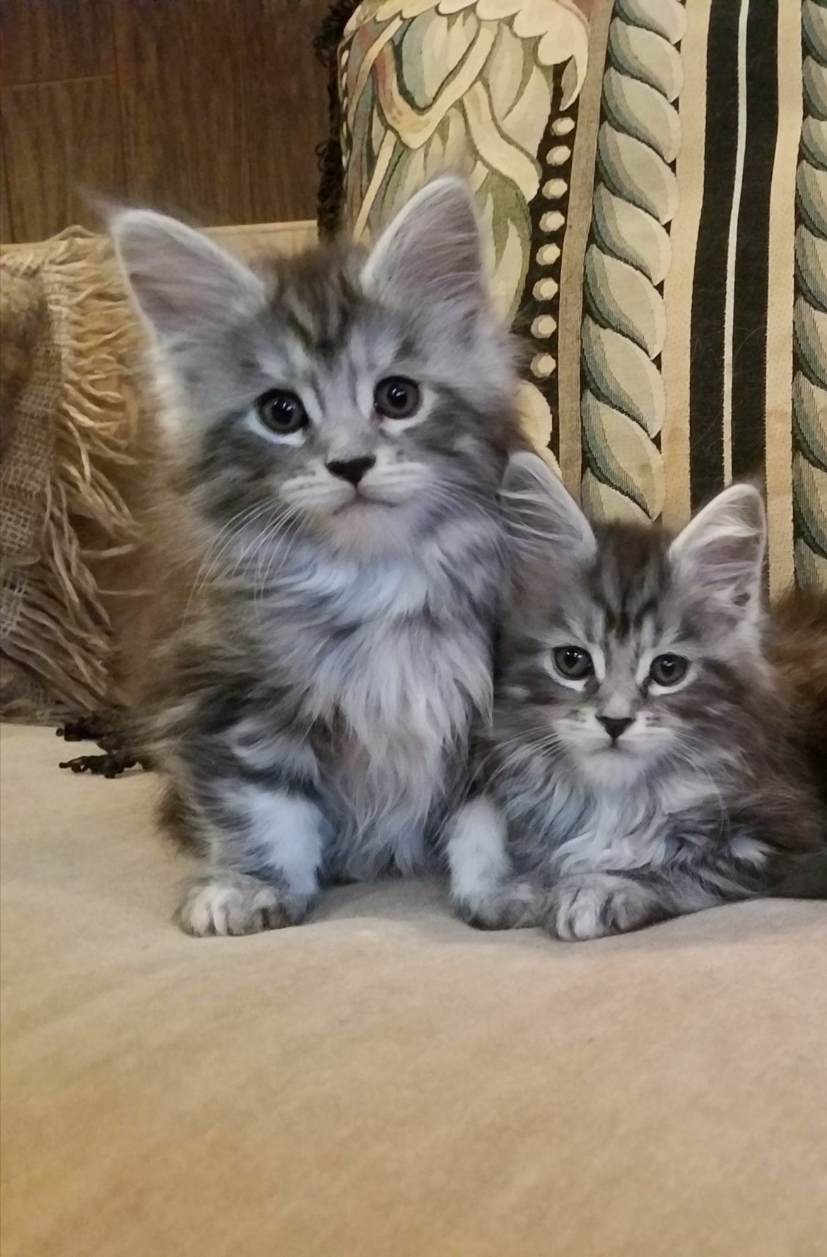 blue silver maine coon kittens for sale